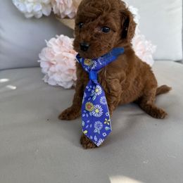 Cannoli - Red  male Poodle puppy in Cape Coral, Florida from Ruby the poodle