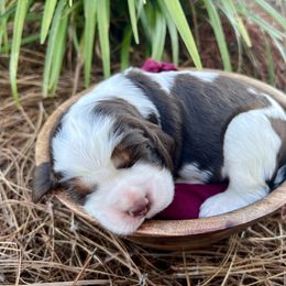 London - Liver white and tan female English Springer Spaniel puppy in Swainsboro, Georgia from Sweet Georgia Springers