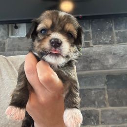 Boy 2 (green collar) - Chocolate brindle male Havanese puppy in Osceola, Indiana from LUV my HAVAMALT