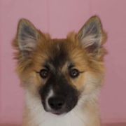 Icelandic Sheepdogs from Hundacres Kennel