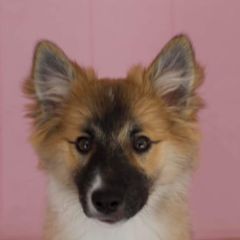 Icelandic Sheepdogs from Hundacres Kennel