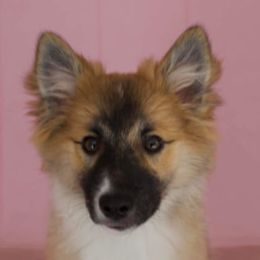 Icelandic Sheepdogs from Hundacres Kennel