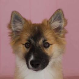Icelandic Sheepdogs from Hundacres Kennel