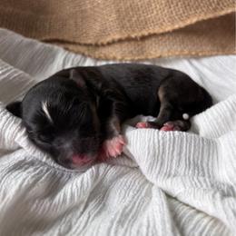 Midnight - Black tri male Toy Australian Shepherd puppy in Quincy, Michigan from Ivy Meadows and Friends