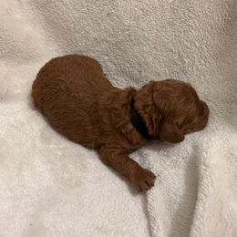 Black collar - Red  male Goldendoodle puppy in North Carolina from Lynes of Doodles