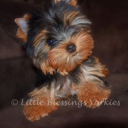 Yorkshire Terrier Puppies from Little Blessings Yorkies