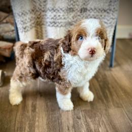 Rolo - Merle male Bernedoodle puppy in Danielsville, Georgia from Meg's Doodles and Poodles