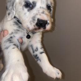 Dalmatian Puppies from Clarks 101 Dalmatians