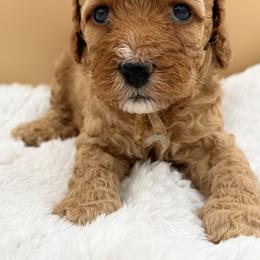 Light Pink - Red female Australian Labradoodle puppy in Antelope, California from Adorable Labradoodle