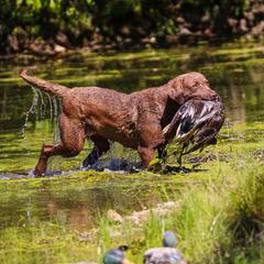 "Gypsy" Chesapeake Bay Retriever All Grown Up from Shiloh Ridge Retrievers