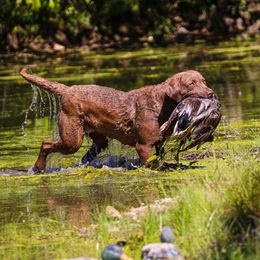 "Gypsy" Chesapeake Bay Retriever All Grown Up from Shiloh Ridge Retrievers