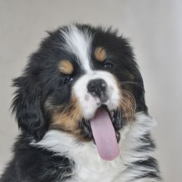 Bernese Mountain Dog, Golden Mountain Dog, and Golden Retriever Puppies from Grateful Bernese