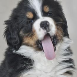 Bernese Mountain Dog, Golden Mountain Dog, and Golden Retriever Puppies from Grateful Bernese