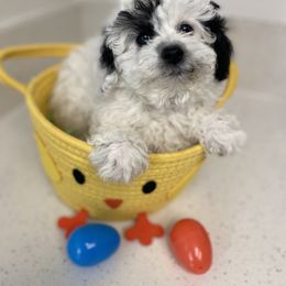 Poodles from Kayla's K9s