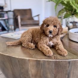 Liberty - Red  female Goldendoodle puppy in St George, Utah from Doodle Bears of Southern Utah