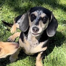 Domino - Dachshund