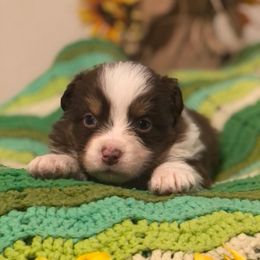 Australian Shepherd and Toy Australian Shepherd Puppies from Dogs B4 Dudes Aussies
