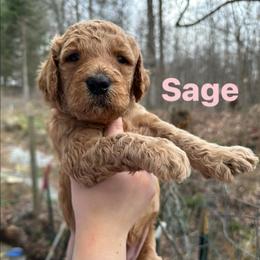 Sage - Apricot female Goldendoodle puppy in Prosperity, Pennsylvania from Stelladoodles & Company