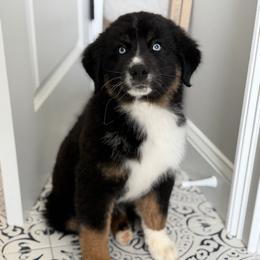 Coal - Black tri-color male Australian Shepherd puppy in Lyons, Georgia from Canyon South Aussies