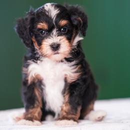 Lucky - Tri-color male Bernedoodle puppy in Dundee, Ohio from Down Home Doodle