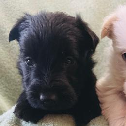 Scottish Terriers from Kimball Kennels