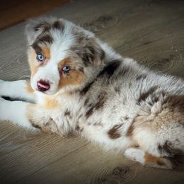 Miniature American Shepherd, Miniature Australian Shepherd, and Toy Australian Shepherd Puppies from Cooper Creek Aussies