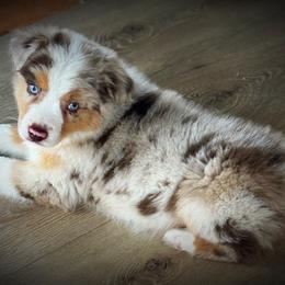 Miniature American Shepherd, Miniature Australian Shepherd, and Toy Australian Shepherd Puppies from Cooper Creek Aussies