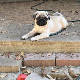 Pug Puppies from Pickwick Pugs