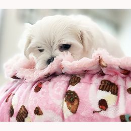 Maltese Puppies from Platinum Dunes Maltese