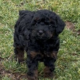 Border Collie and Poodle Puppies from Ross Vegas Kennels
