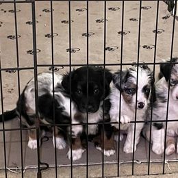 Miniature Australian Shepherds from DogVerse Kennel
