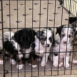 Miniature Australian Shepherds from DogVerse Kennel