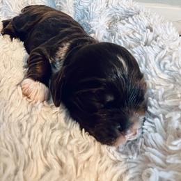 Brady - Brown and tan male Cocker Spaniel puppy in Camp Douglas, Wisconsin from Bluff Country Cockers