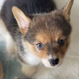 Pembroke Welsh Corgi Puppies from Kilgore’s Puppies of Greers Ferry Lake