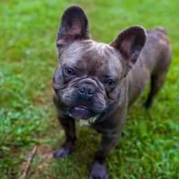 HARLEY - French Bulldog