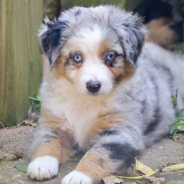 Lucy - Blue merle female Miniature American Shepherd puppy in Philpot, Kentucky from Miller Hill Mini American Shepherds and Mini Aussies