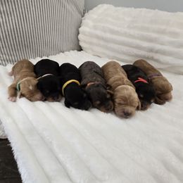 Cavapoo puppies from Hearts and Paws Poodles and Doodles