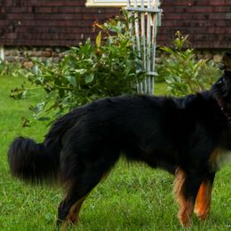 Annie - Australian Shepherd
