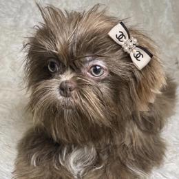 Solene - Chocolate female Shih Tzu puppy in Columbia, Kentucky from Lisa Bandy Luxe Shih Tzu