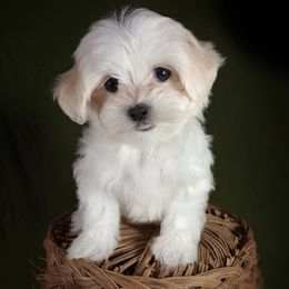 Companion Cross, Maltese, and Maltipoo Puppies from Seeking Shalom Acres Maltese, Maltipoos & Havamalts