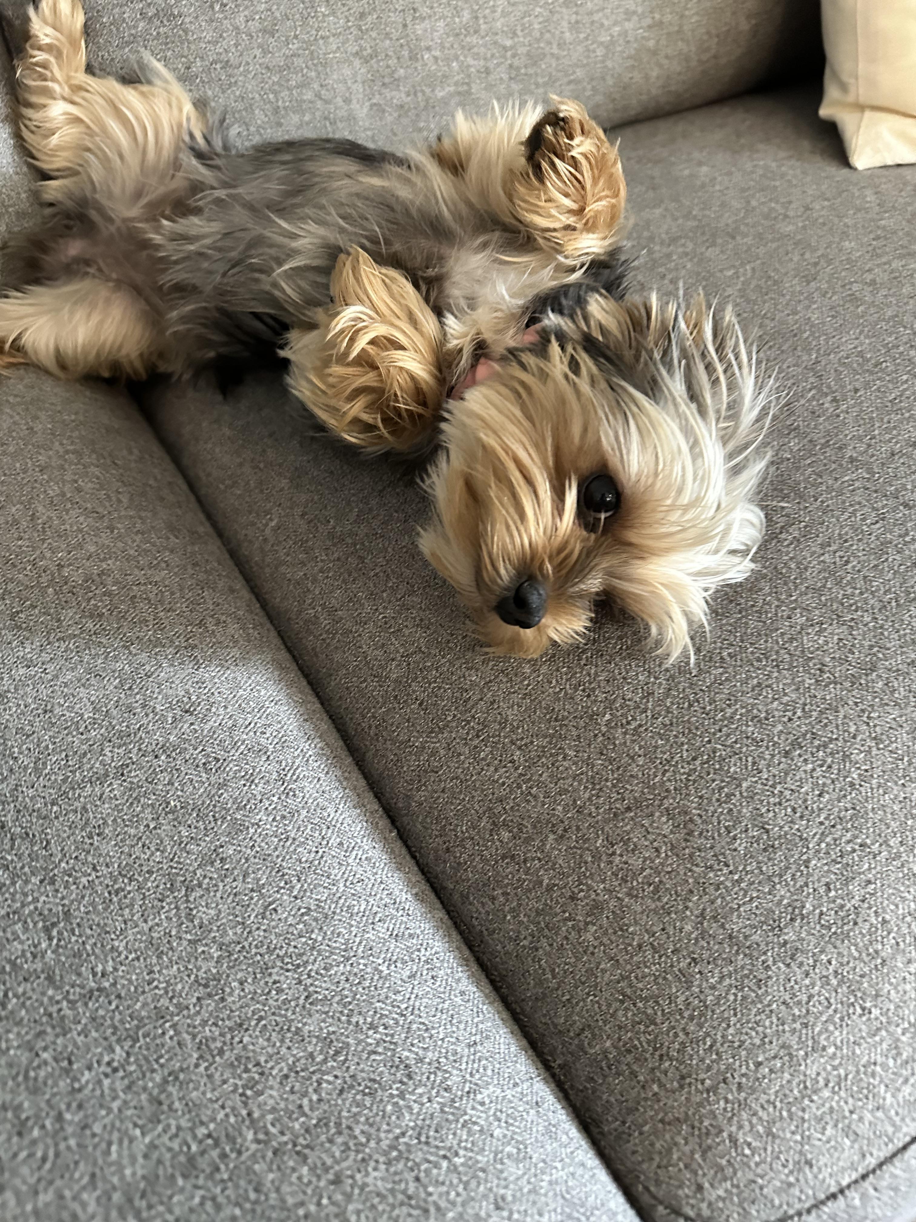 Bridgette