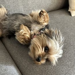 Bridgette - Yorkshire Terrier