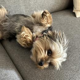 Bridgette - Yorkshire Terrier