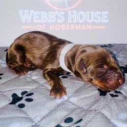 Gray Collar Male - Red and rust male Doberman Pinscher puppy in Bargersville, Indiana from Webb’s House of Doberman LLC