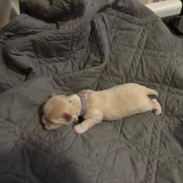 Lilac Collar - White female Lhasa Apso puppy in Port Royal, Virginia from Hearth and Hound Family Farms