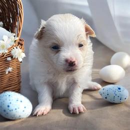 Christian - Cream male Pomeranian puppy in Liverpool, Pennsylvania from Miracles With Paws