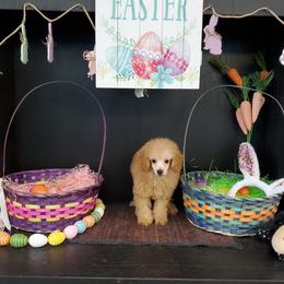 Mango - Poodle