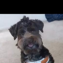 Jasper - Parti male Miniature Schnauzer puppy in Columbia, South Carolina from DM Schnoodles and schnauzers