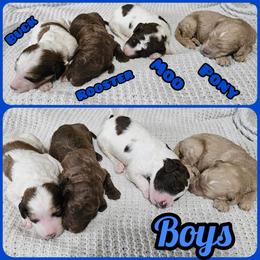Goldendoodle Puppies from Doodles Fur Days