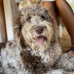 Turtle - Bernedoodle
